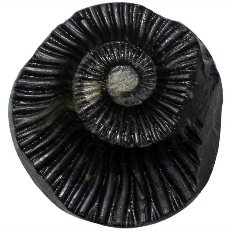 Maha Vishnu Shaligram