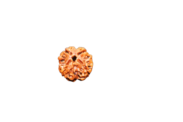 4 Mukhi Rudraksha