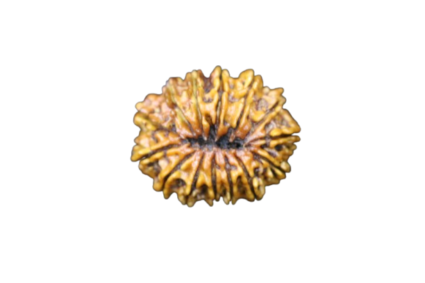 14 Mukhi Rudraksha