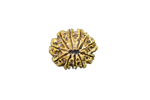 11 Mukhi Rudraksha