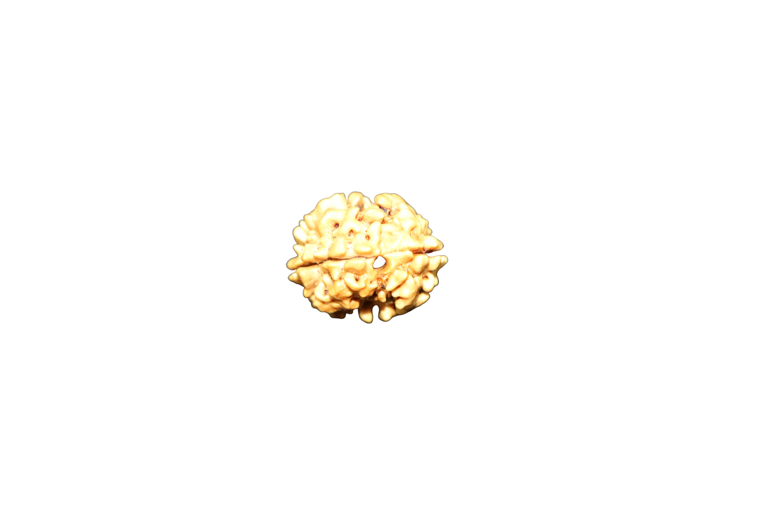 2 Mukhi Rudraksha