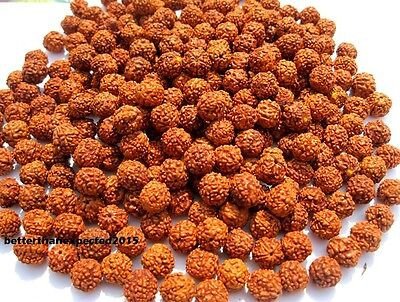 Rudraksha