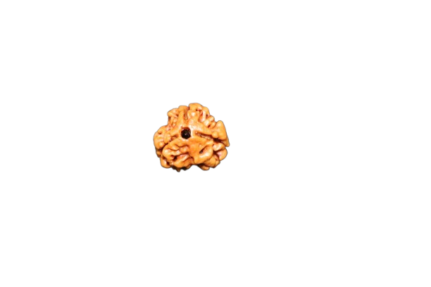 3 Mukhi Rudraksha