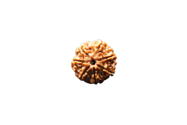 7 Mukhi Rudraksha