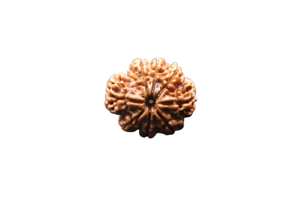 8 Mukhi Rudraksha