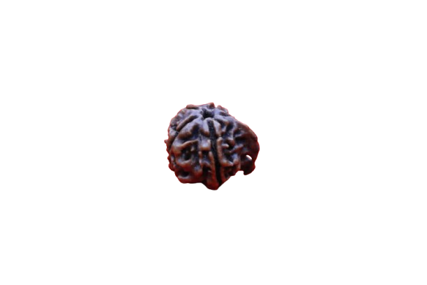 Ganesh Rudraksha