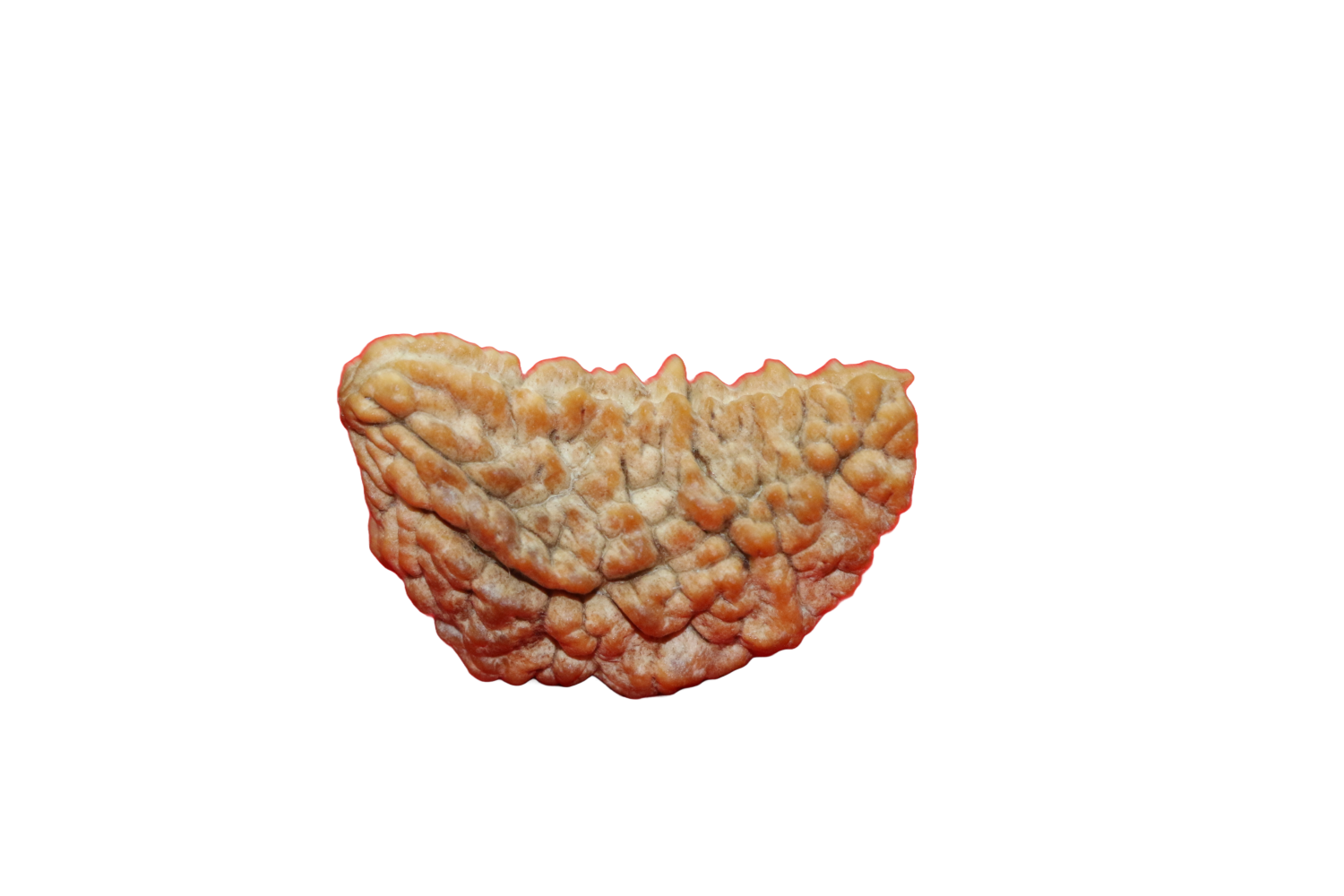 1 Mukhi Rudraksha