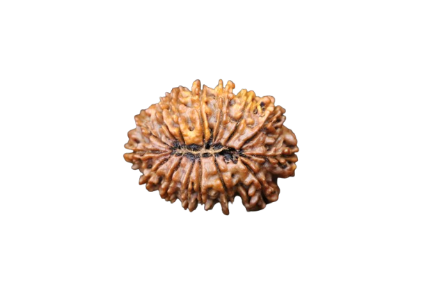 15 Mukhi Rudraksha
