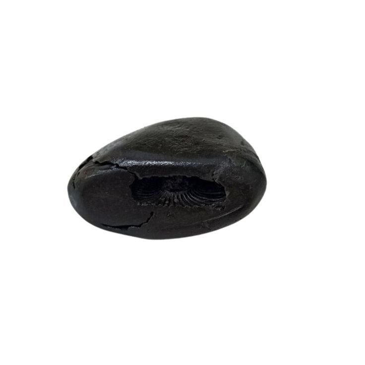 Ananta Shaligram