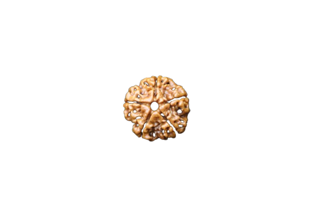 5 Mukhi Rudraksha