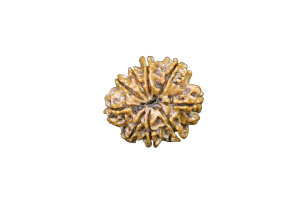 9 Mukhi Rudraksha