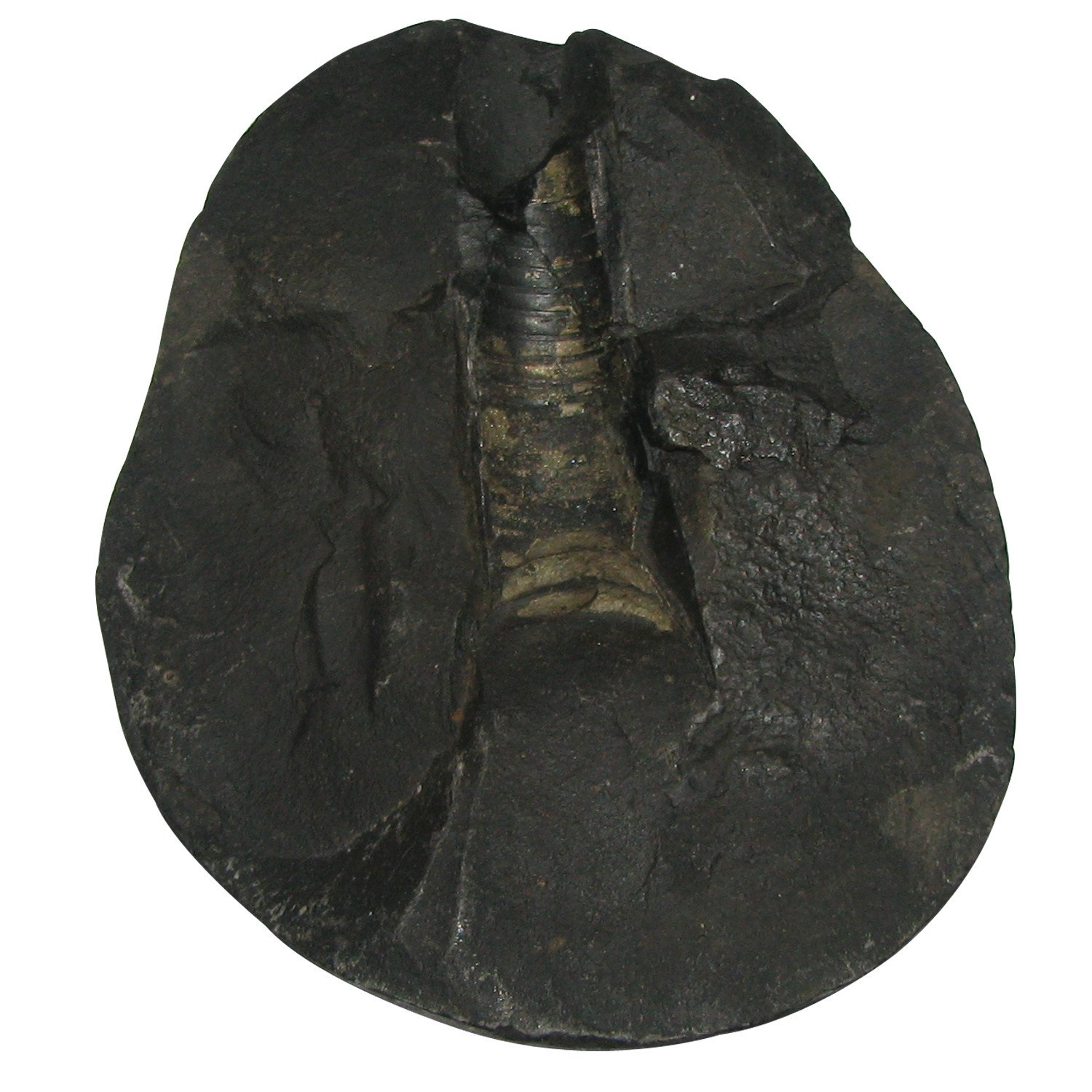 Shiva shaligram