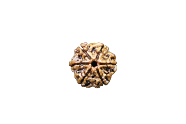 6 Mukhi Rudraksha